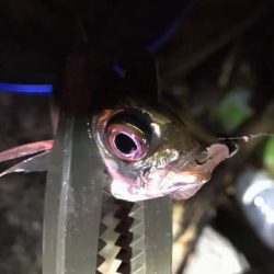 癒やしの豆アジング