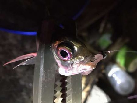 癒やしの豆アジング