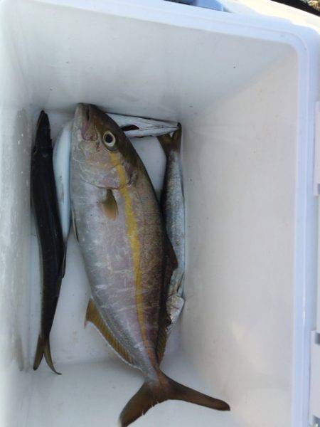 釣れましたよ！