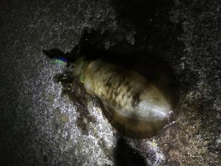 時化あけ ぶらり