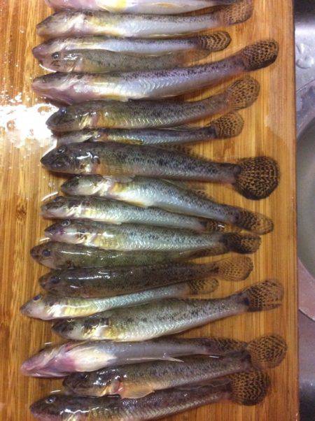 江戸前ハゼ釣り