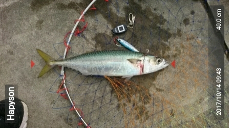 ハマチは何処にいった？