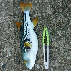 フグに人気のルアー