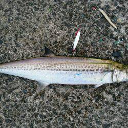 太刀魚はもう少しかな