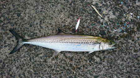 太刀魚はもう少しかな