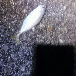 雨でも釣ります。