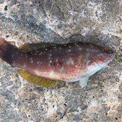 パワーイソメゲーム