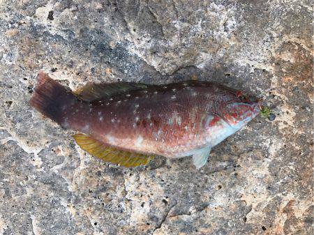 パワーイソメゲーム