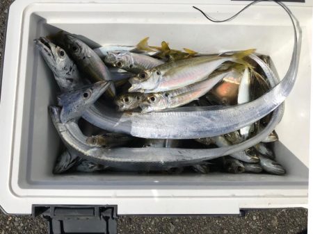 アジ爆釣、タチウオもいい感じ♪