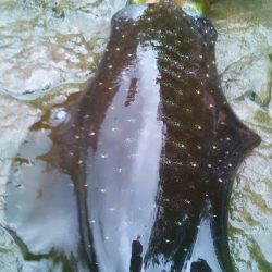 長雨で、うねり濁り～！