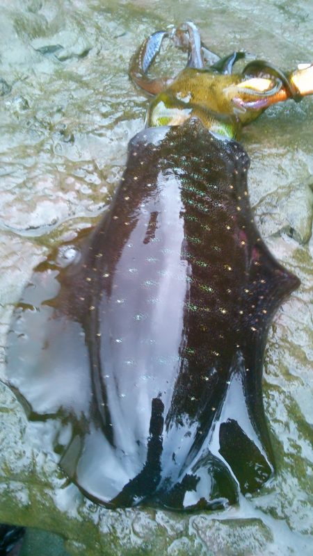 長雨で、うねり濁り～！