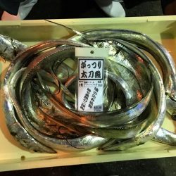 太刀魚 ウキ釣り釣果