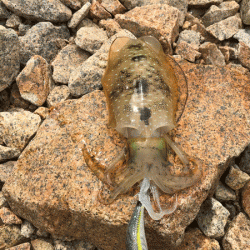 男鹿島秋エギング(2017-5)