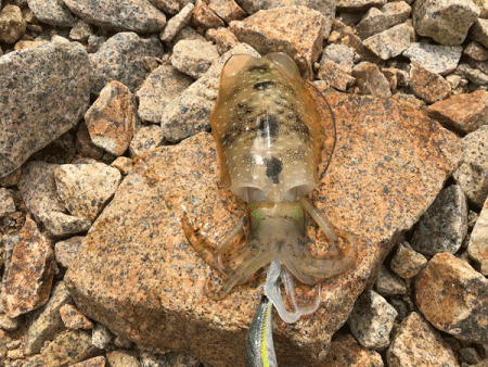 男鹿島秋エギング(2017-5)