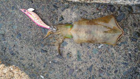 雨のせいなのか活性低め。