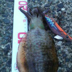 風 時々 アオリ