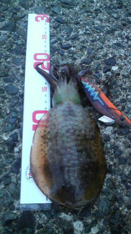 風　時々　アオリ