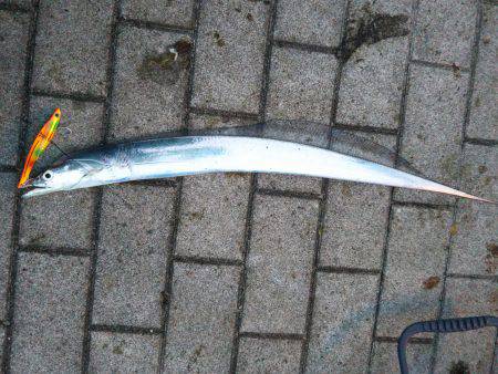 南港タチウオ
