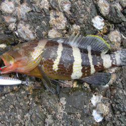 ショアジギングでオオモンハタ、アオハタ、アカエソ、マゴチ