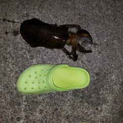 今年はじめての秋イカ