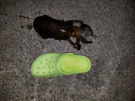 今年はじめての秋イカ