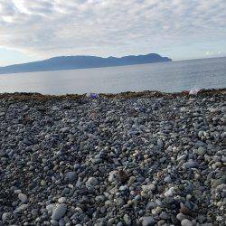 青物だめでした