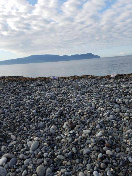 青物だめでした