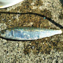 なぎさ公園 マイワシ