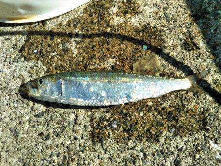 なぎさ公園 マイワシ