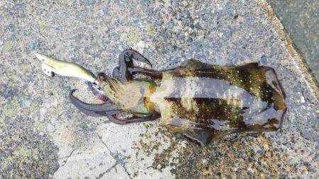 何故か秋イカ終盤？