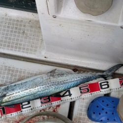 明石沖ジギングでハマチ、タチウオ、サワラ