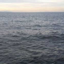 激渋の尺アジ1匹