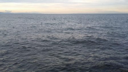 激渋の尺アジ1匹