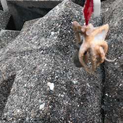 姫路イイダコ(2017-1)