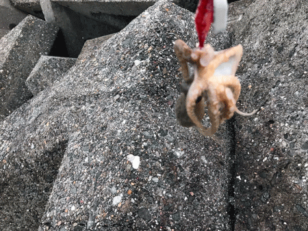 姫路イイダコ(2017-1)