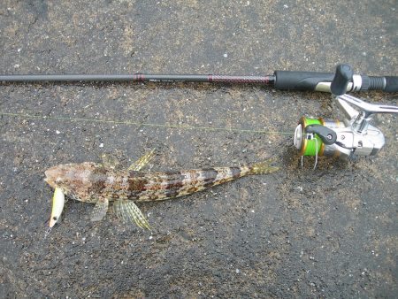 ショアジギングは空振りするもライトゲームで…