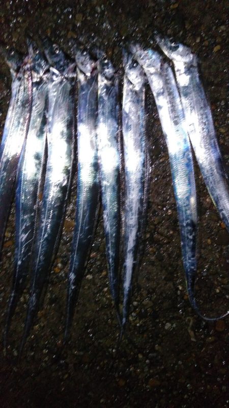 本荘人工島引きずりでタチウオ8匹