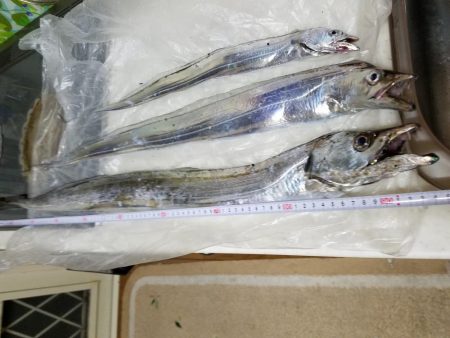 忠岡木材港タチウオ