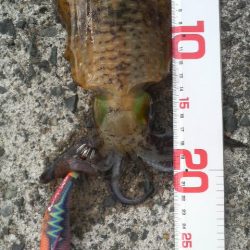 イカがタコ（凧）ように・・・