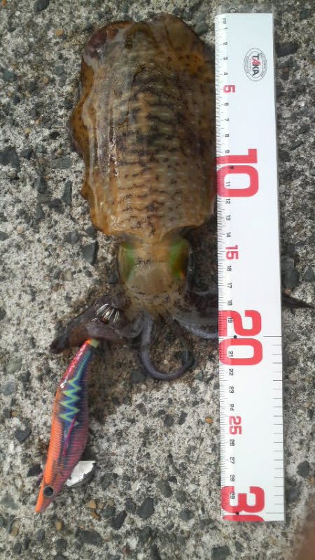 イカがタコ（凧）ように・・・