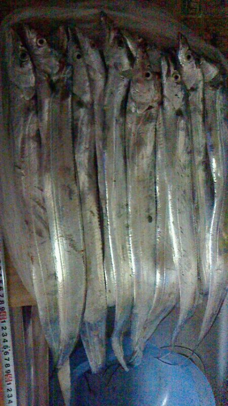 台風前に太刀魚