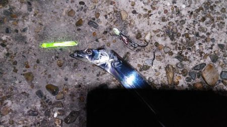 本荘人工島タチウオ1匹