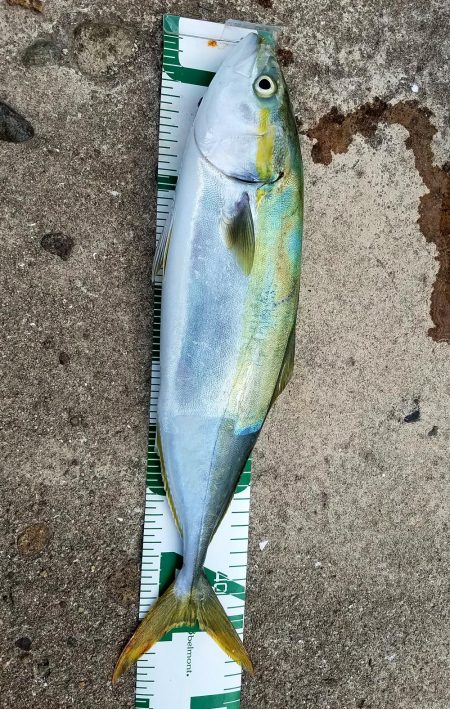 朝まずめは失敗