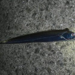 岸和田タチウオ