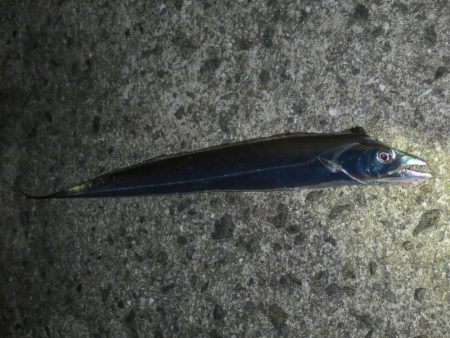 岸和田タチウオ