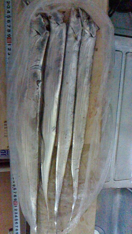 ちょこっと太刀魚調査