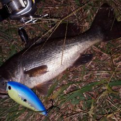 やっぱりバスも好き‼