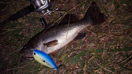 やっぱりバスも好き‼