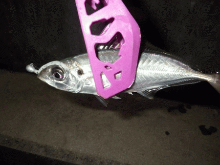 坊勢アジング(2017-14)