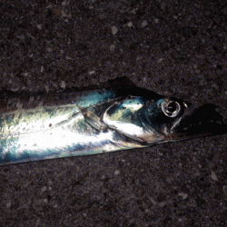 坊勢タチウオ(2017-2)